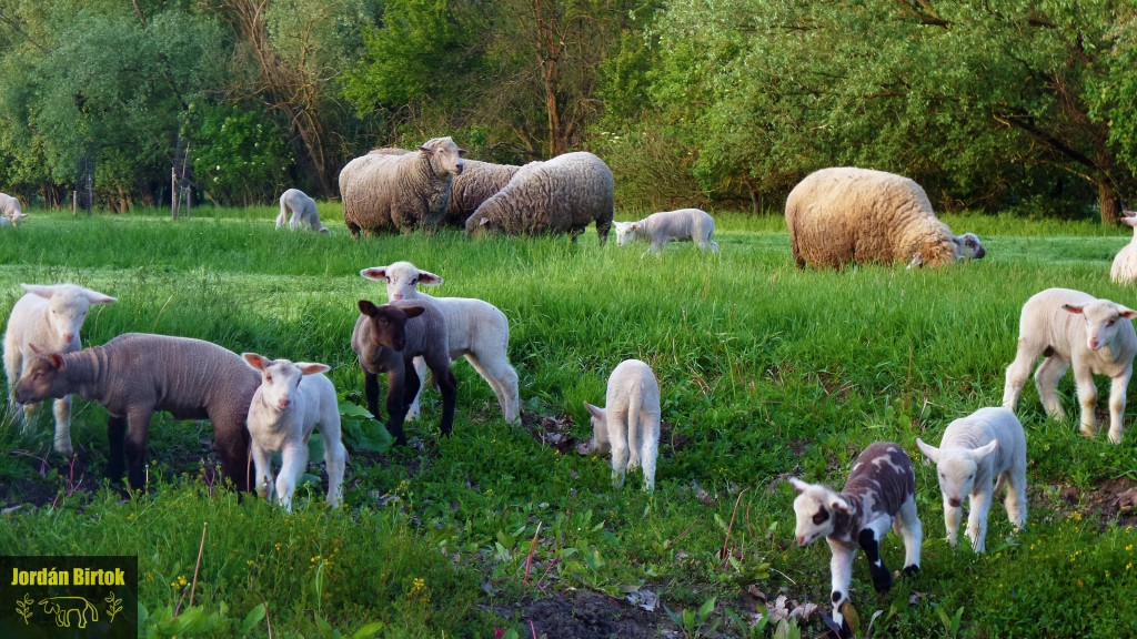 Tarka bárányok